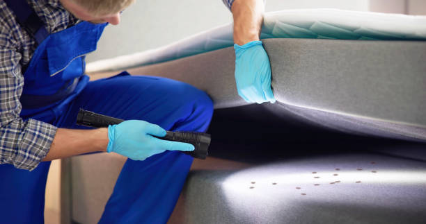 Best Local Pest Control Services  in Oak Park, IL