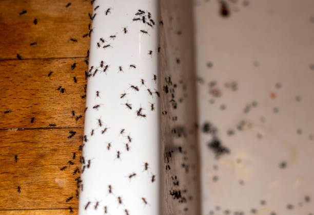 Best Best Pest Control Companies  in Oak Park, IL