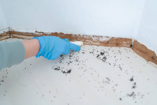 Best Pest Prevention Services  in Oak Park, IL